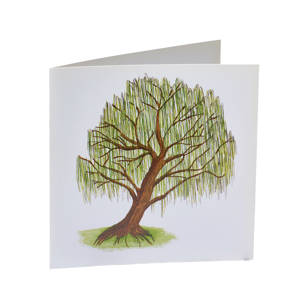 Illustrated tree on a white background. Brown trunk with exposed roots and many branches with green willowy leaves